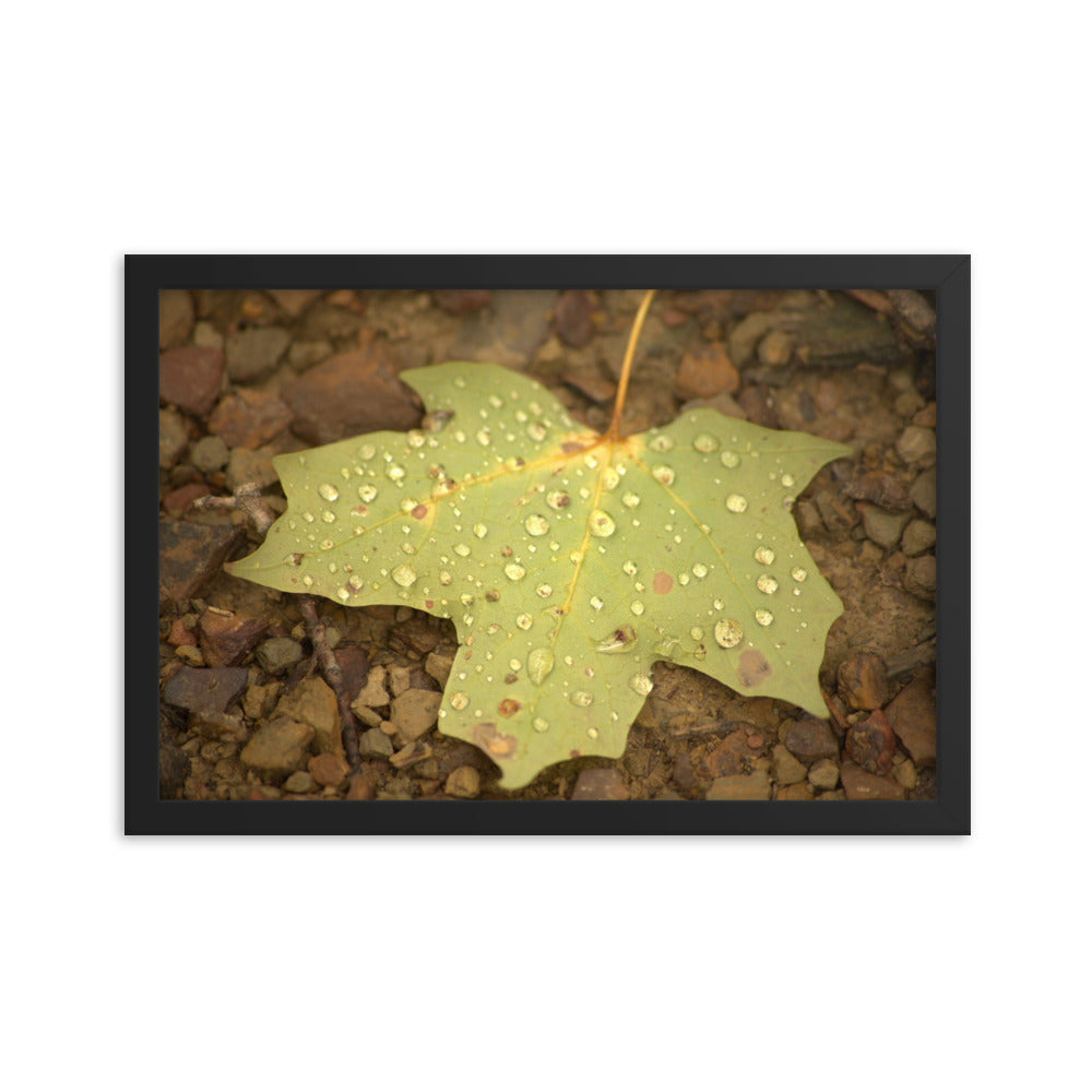 Framed Poster - Raindrops on Leaf - 12X18